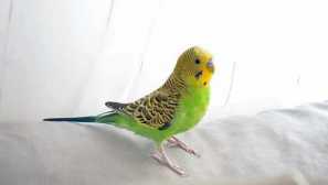 Parrot kričí, aj keď je pokryté tkaninou